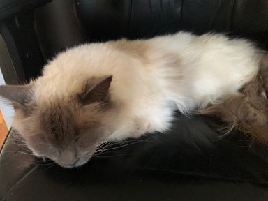 Cat resting on an office chair